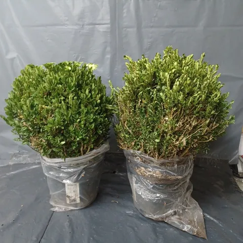 YOU GARDEN PAIR OF BOX BALLS - 25CM