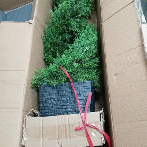 BOXED 122CM TWISTED CEDAR TOPIARY IN SQUARE POT - COLLECTION ONLY