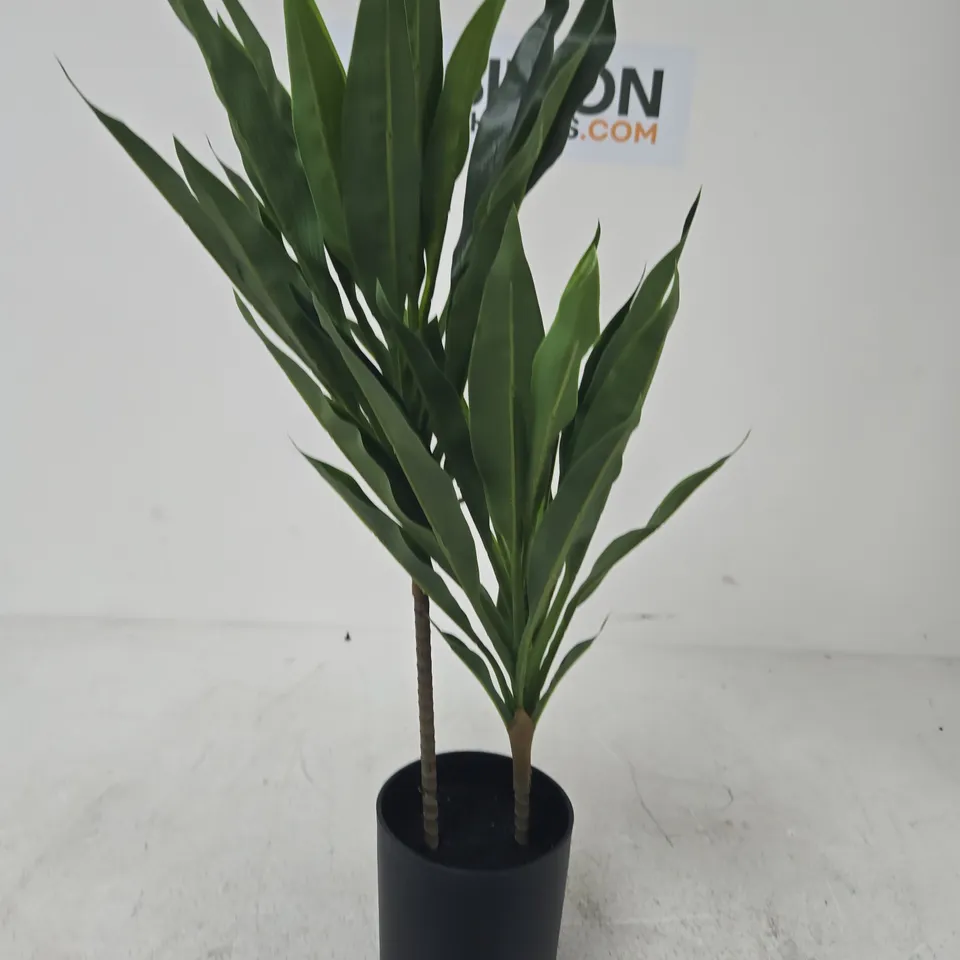 DRACAENA PLANT IN POT