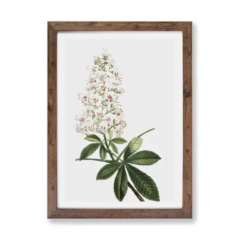 OLIVE TREE & HORSE CHESTNUT TREE FLOWERS BY PIERRE - JOSEPH REDOUTE