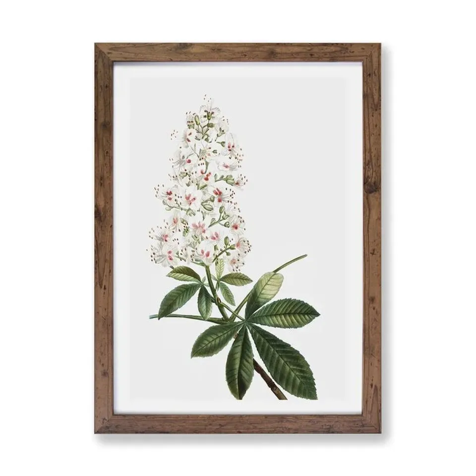 OLIVE TREE & HORSE CHESTNUT TREE FLOWERS BY PIERRE - JOSEPH REDOUTE