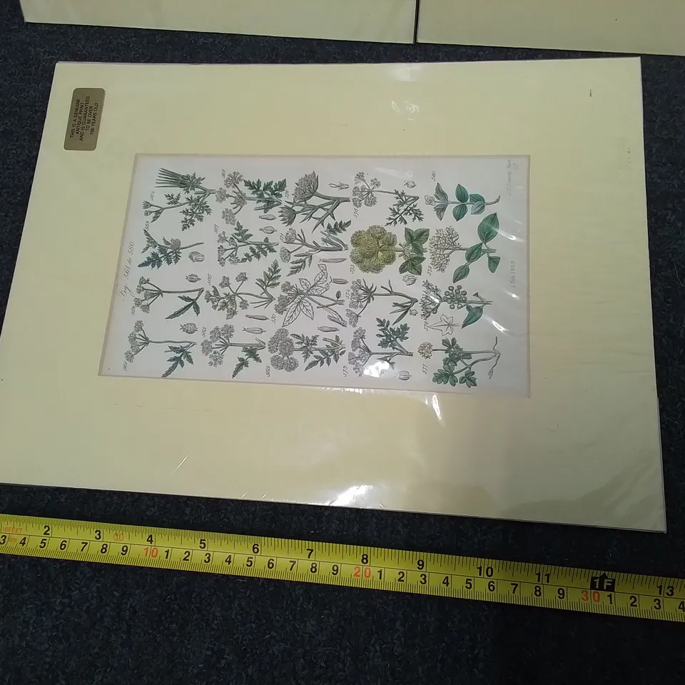 THREE ANTIQUE PRINTS