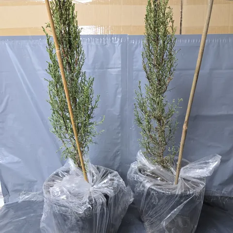 YOU GARDEN PAIR OF ITALIAN CYPRESS TREES