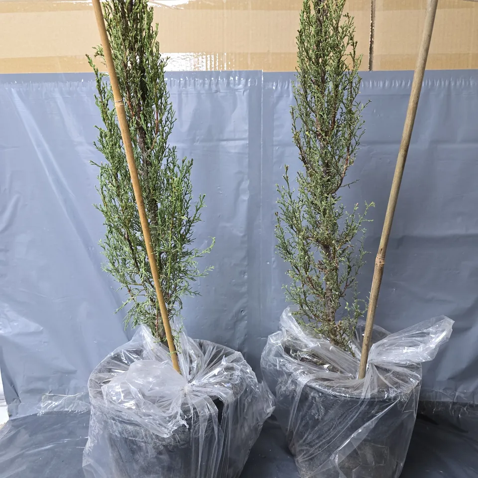 YOU GARDEN PAIR OF ITALIAN CYPRESS TREES 