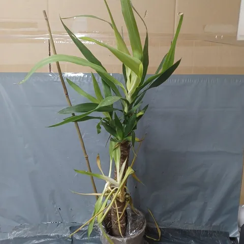 YUCCA 2 STEM 45/20CM IN 17CM POT 80CM TALL - GREEN HOUSEPLANT
