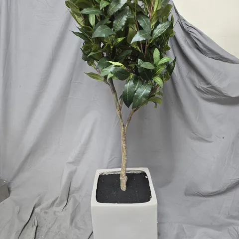 POTTED ORNAMENTAL HOUSEPLANT IN WHITE SQUARE CERAMIC POT