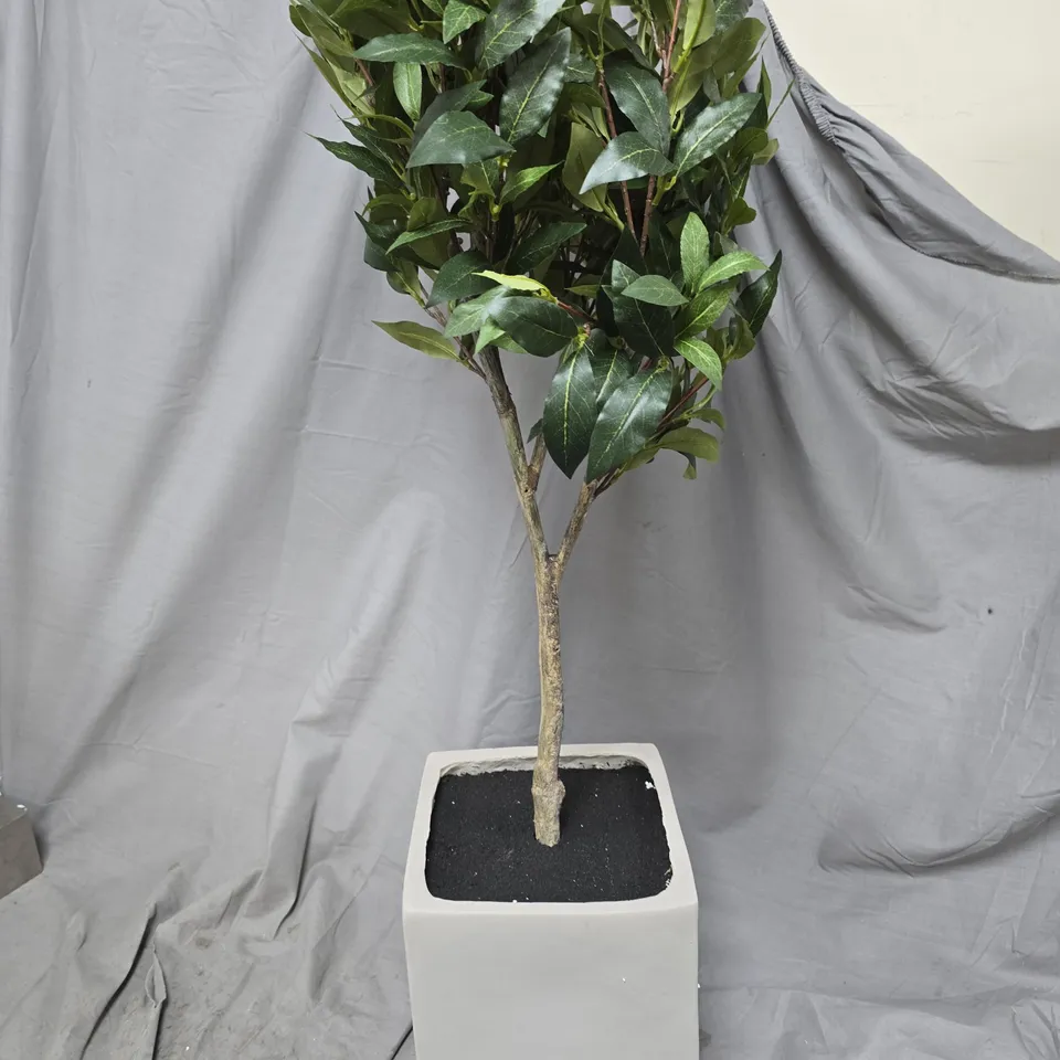 POTTED ORNAMENTAL HOUSEPLANT IN WHITE SQUARE CERAMIC POT