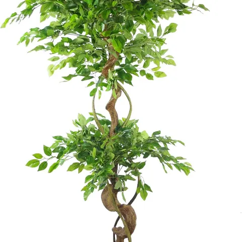BOXED LEAF 150CM H FICUS TREE WITH BENT TRUNK 