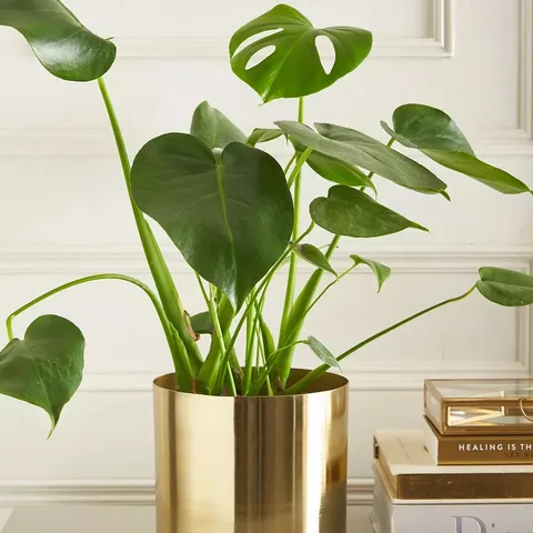 MICHELLE KEEGAN HOME GOLD METAL PLANTER