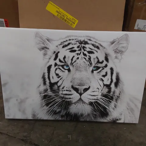 BOXED WHITE TIGER FACE WRAPPED CANVAS PRINT
