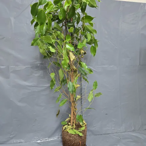 FICUS BENJAMANICA (WEEPING FIG) PLANT - COLLECTION ONLY