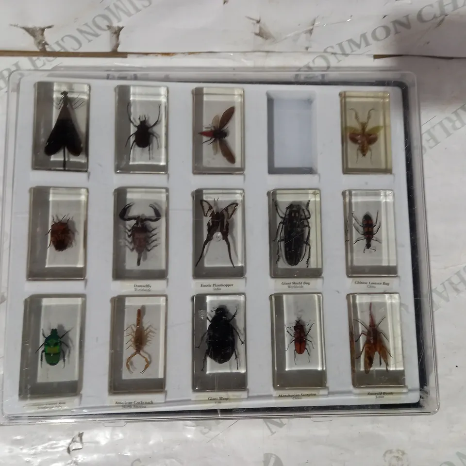 CASE OF APPROXIMATELY 10 ASSORTED RESIN ENCASED COLLECTABLE INSECTS