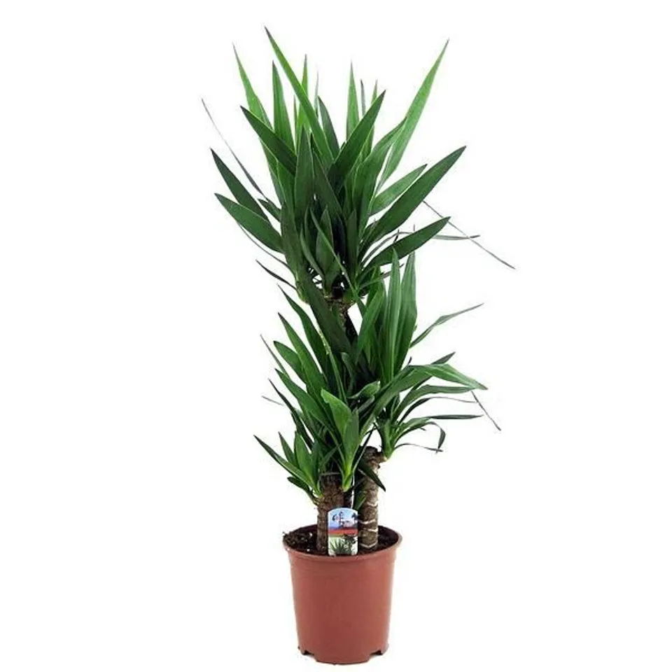 YOU GARDEN YUCCA 3 STEM 60/30/20CM IN 21CM POT 100CM TALL - COLLECTION ONLY