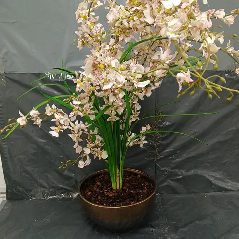 BOXED PEONY DANCING ORCHID POTTED - COLLECTION ONLY