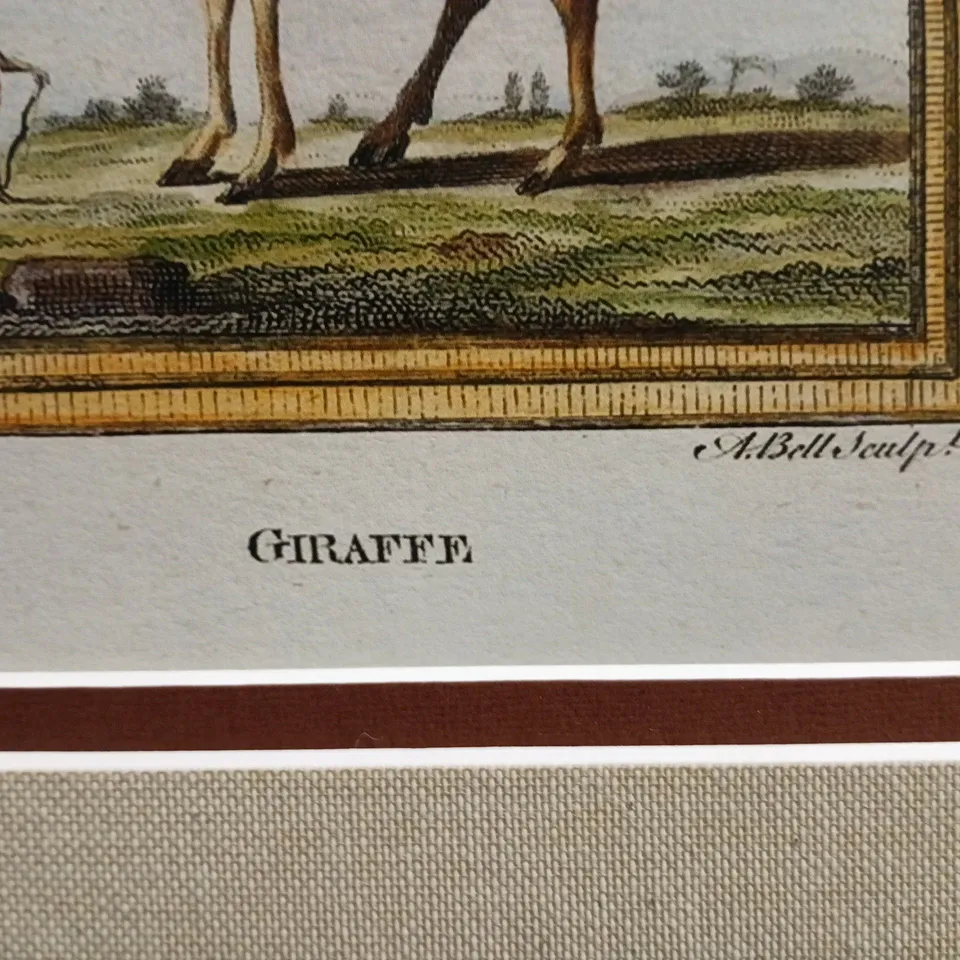 FRAMED ANTIQUE ART PRINT OF A GIRAFFE - COLLECTION ONLY