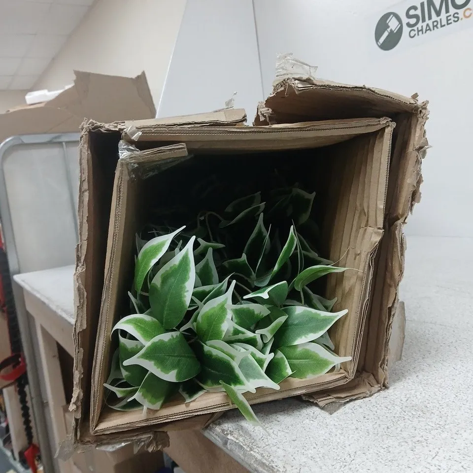 WEEPING FIG PLANT 130CM – BOXED (SMART GARDEN)