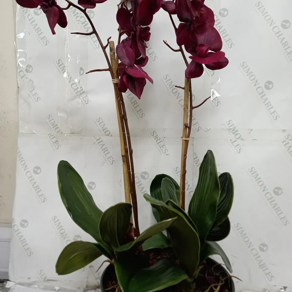 OUTLET PEONY PHALAENOPSIS ORCHIDS PLANTED BLACK BOWL - collection only