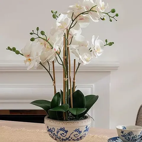 SCOTTISH EVERLASTINGS LTD 53CM REAL TOUCH CREAM PHALAENOPSIS ORCHID IN POT