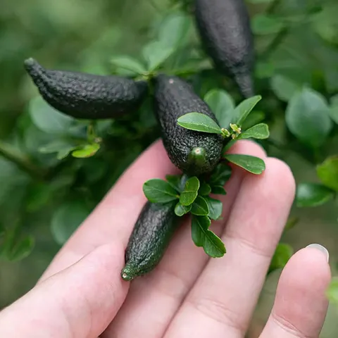 PINK CAVIAR LIME TREE
