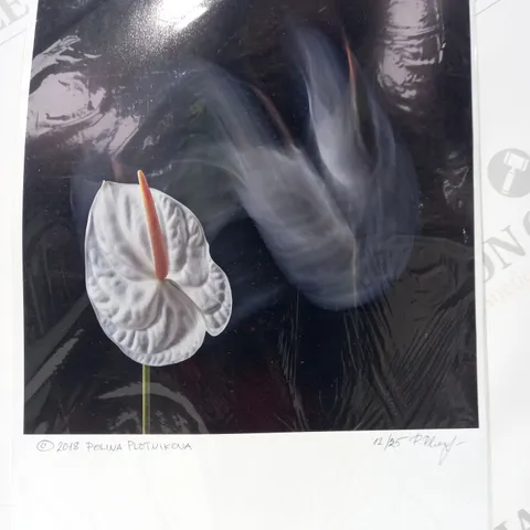 POLINA PLOTNIKOVA SIGNED LIMITED EDITION (12/25) COLLECTION OF APPROXIMATELY 3 ART PRINTS