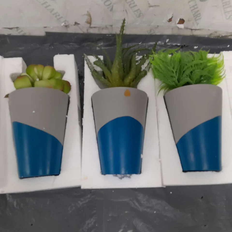 TRIO OF INSIDE SUCULENT PLANTS IN GREY/BLUE BASES