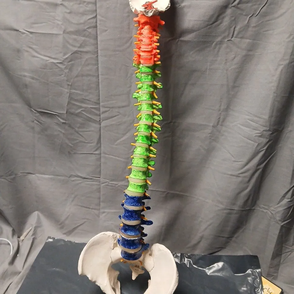 ANATOMICAL SPINE MODEL WITH PELVIS – COLOUR-CODED VERTEBRAE