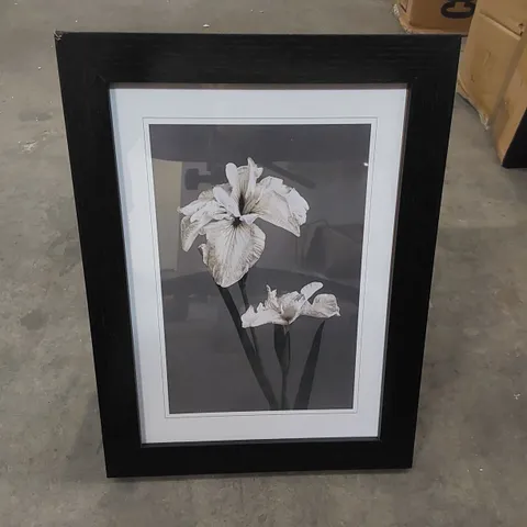 BOXED ART PRINT - WHITE IRIS FLOWER BY KAZUMASA OGAWA (1 BOX)
