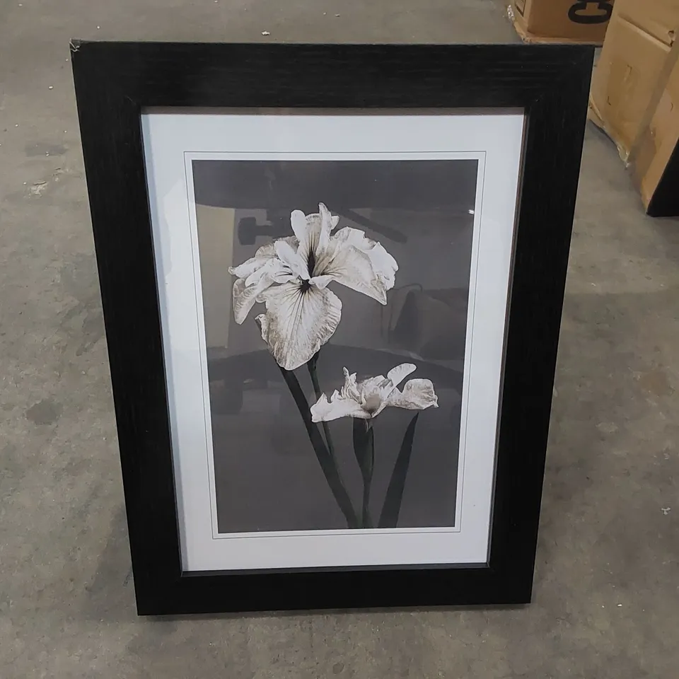 BOXED ART PRINT - WHITE IRIS FLOWER BY KAZUMASA OGAWA (1 BOX)