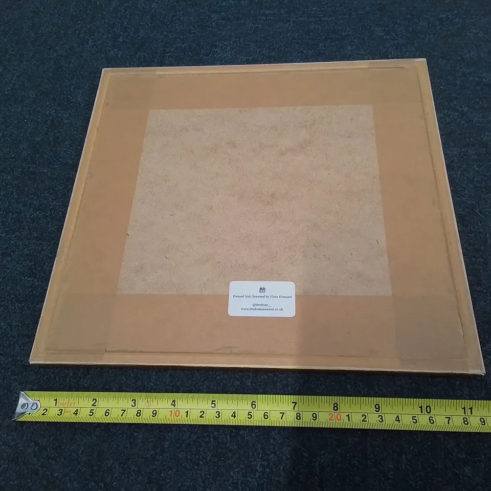 FRAMED 'PRESSED IRISH SEAWEED' - FLORA KINNAIRD