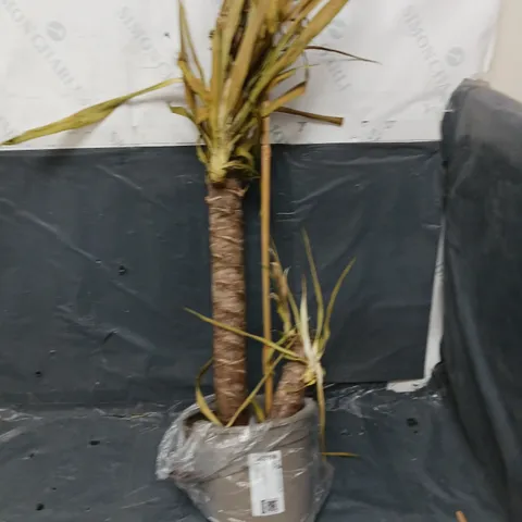 YUCCA 2 STEM 45/20CM IN 17CM POT 80CM TALL - GREEN HOUSEPLANT