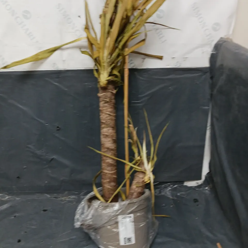 YUCCA 2 STEM 45/20CM IN 17CM POT 80CM TALL - GREEN HOUSEPLANT RRP £19.99