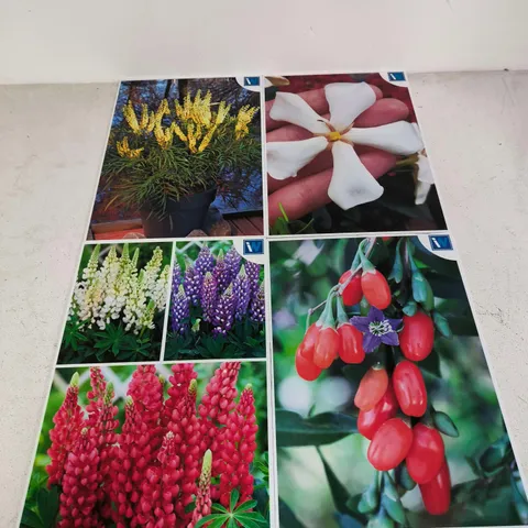 APPROXIMATELY 70 IDEAL WORLD BRANDED FLORAL PRINTS - COLLECTION ONLY