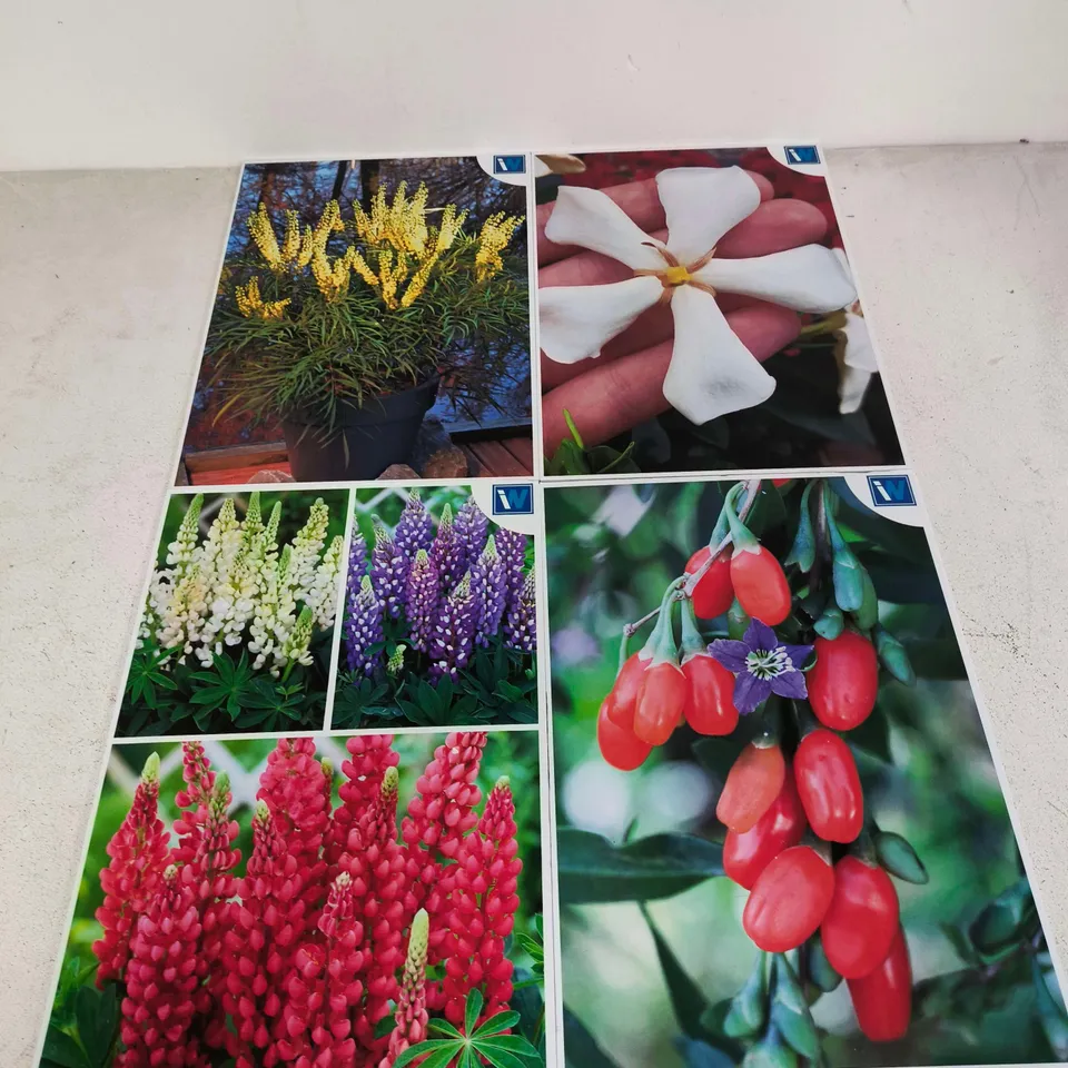 APPROXIMATELY 70 IDEAL WORLD BRANDED FLORAL PRINTS - COLLECTION ONLY