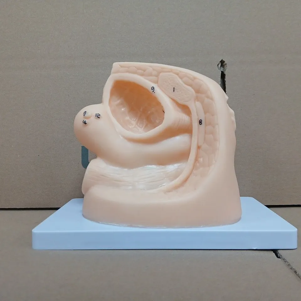 UNBRANDED ANATOMICAL CATHERTISATION TEACHING MODEL