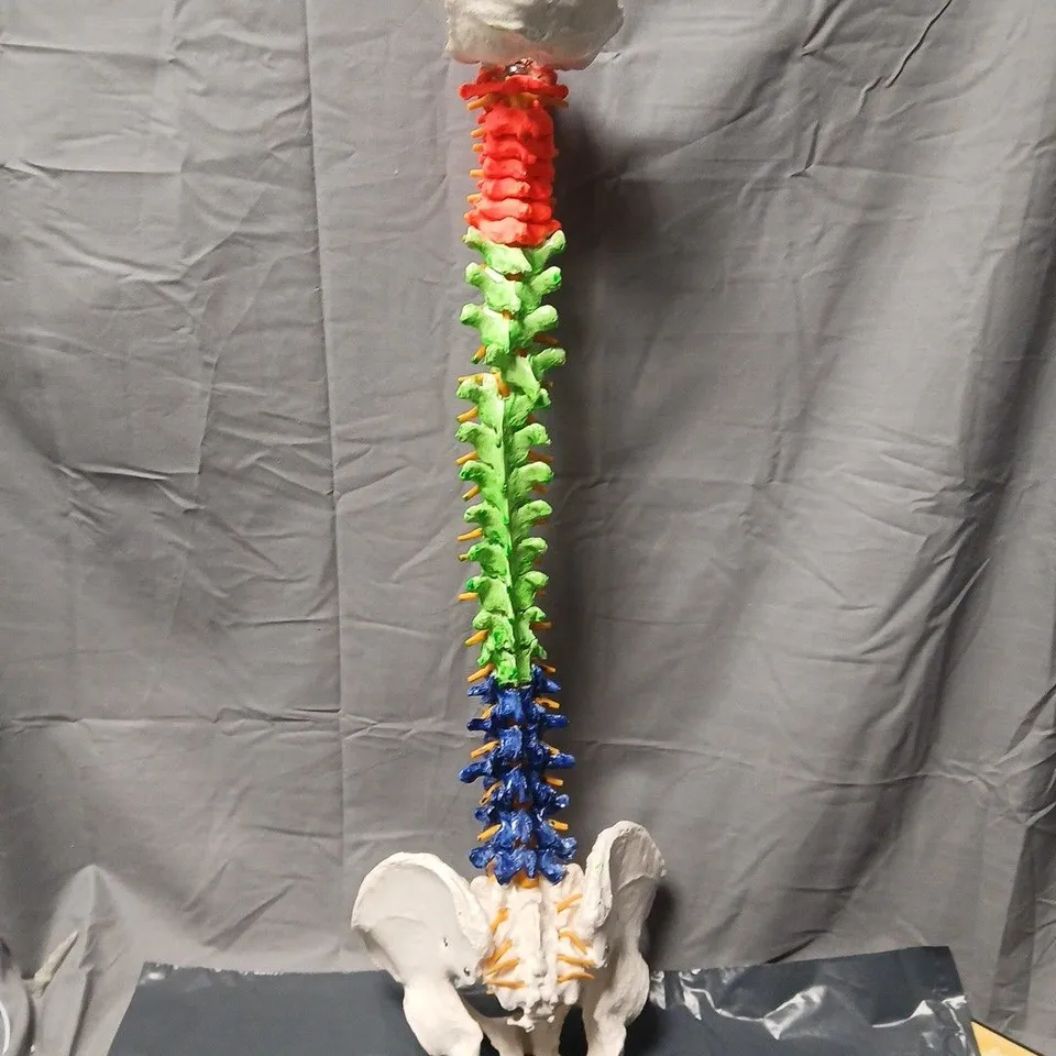 ANATOMICAL SPINE MODEL WITH PELVIS – COLOUR-CODED VERTEBRAE