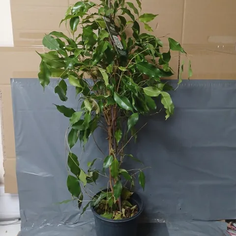 FICUS BENJAMANICA (WEEPING FIG) PLANT - COLLECTION ONLY