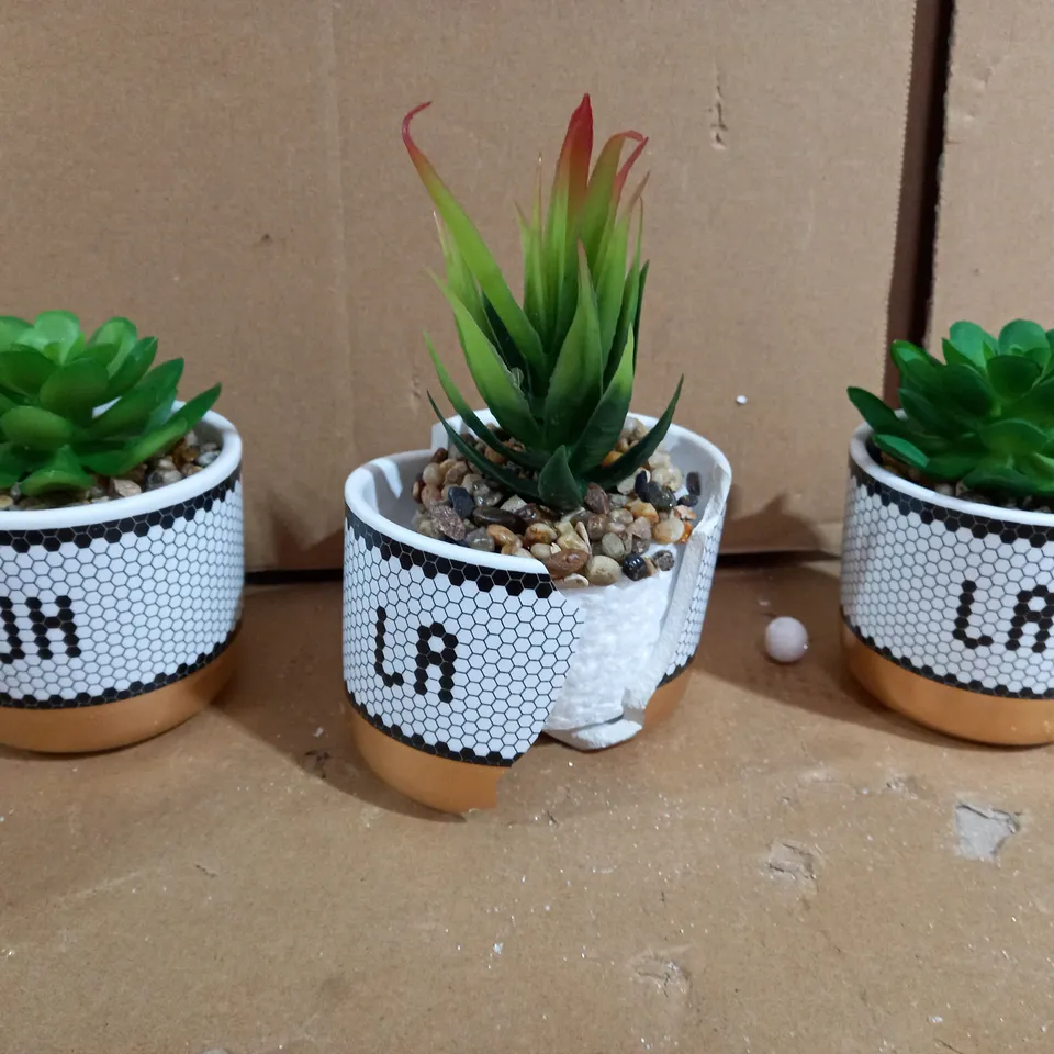 BUNDLEBERRY BY AMANDA HOLDEN SET OF 3 MINI OOH LA LA SUCCULENTS IN GIFT BOX