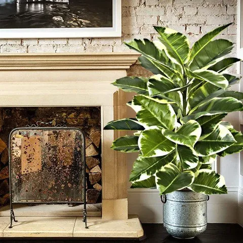 BOXED GREENBROKERS ARTIFICIAL 98cm REAL TOUCH RUBBER PLANT IN POT (1 BOX)