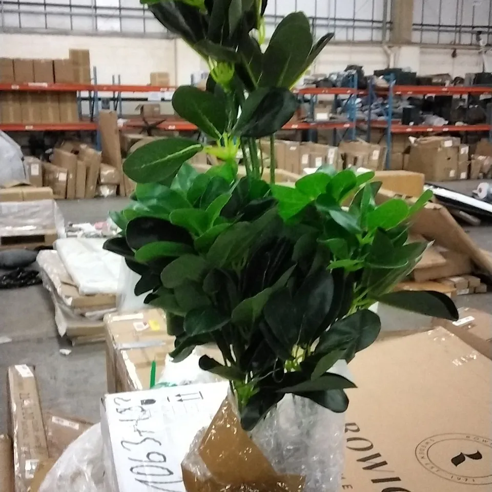 BOXED FICUS PLANT