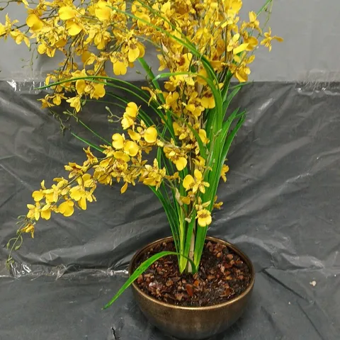 BOXED PEONY DANCING ORCHID POTTED - COLLECTION ONLY