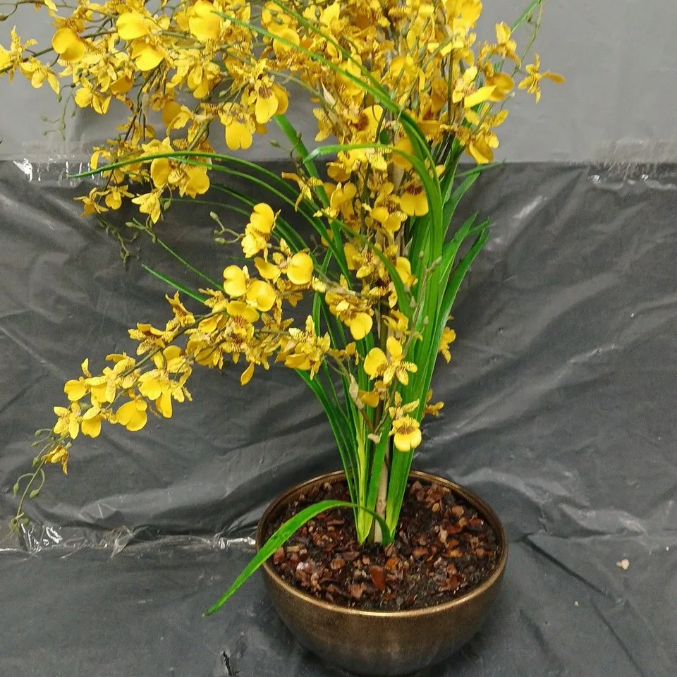 BOXED PEONY DANCING ORCHID POTTED - COLLECTION ONLY