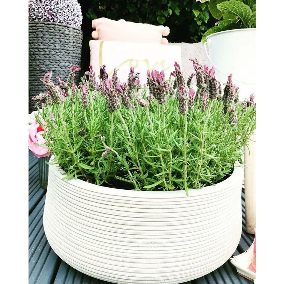 BOXED BOWLS BEIGE STONE PLANT POT 18CM