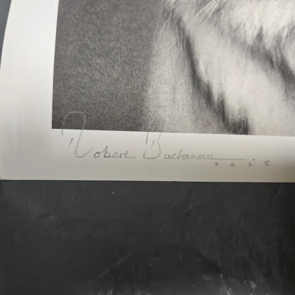 ROBERT BUCHANAN ALBION 2025 LIMITED EDITION GICLEE PRINT – TIGER PORTRAIT (AP 01)