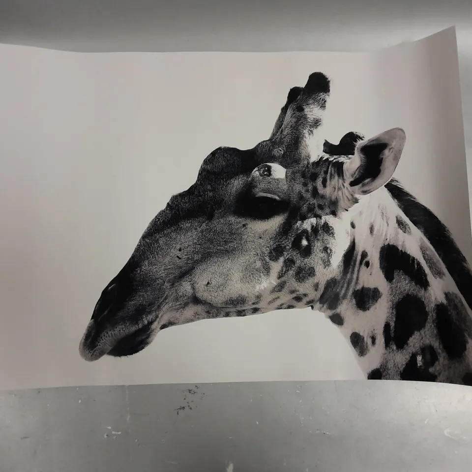 4 X ASSORTED ANIMAL PRINTS IN BLACK & WHITE 