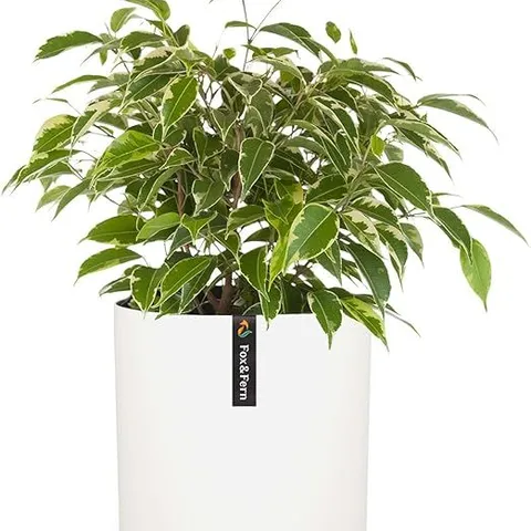 BOXED FOX & FERN LARGE CYLINDER POT – POLYSTONE CEMENT 11"