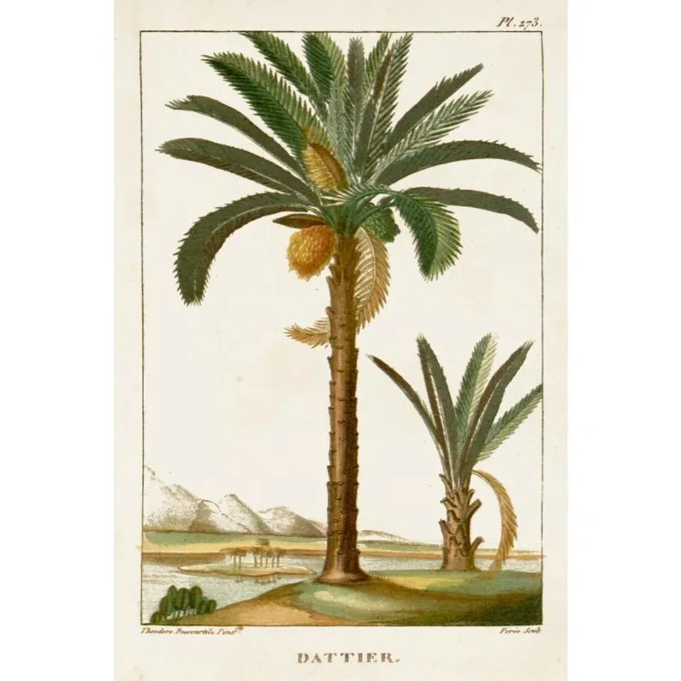 BAGGED PAINTING - TURPIN EXOTIC PALMS IV BY TURPIN (1 ITEM)