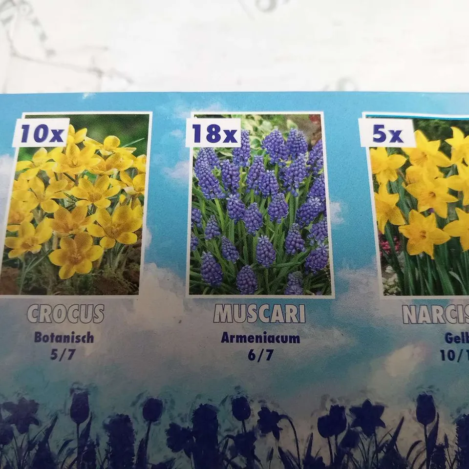 APPROXIMATELY 8 BOXED 1MSQ FLOWERBULBS EACH BOX CONSISTING 101 BULBS TO INCLUDE; ALLIUM, IRIS, CHIONDOXA, TULIPA, NARCISSUS, MUSCARI AND CROCUS