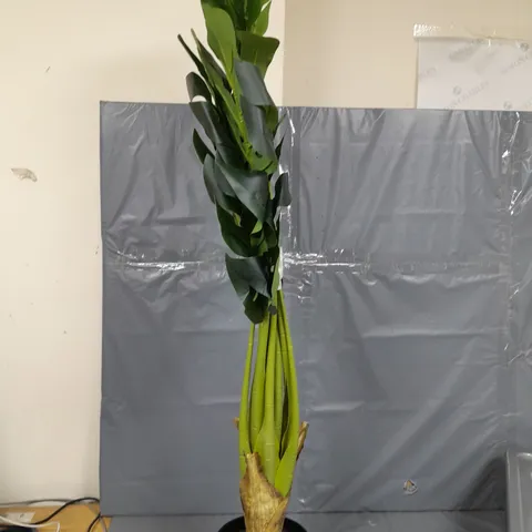 120CM MONSTERA POTTED PLANT - COLLECTION ONLY