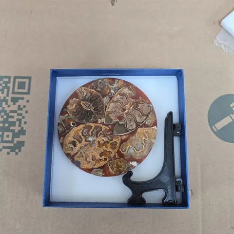 RARE AMMONITE FOSSIL SLAB FOR COLLECTORS WITH STAND