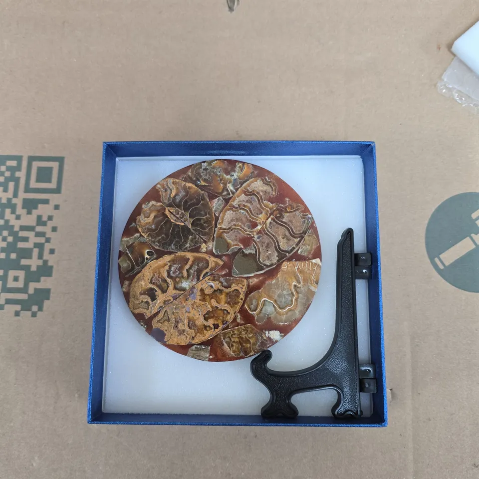 RARE AMMONITE FOSSIL SLAB FOR COLLECTORS WITH STAND